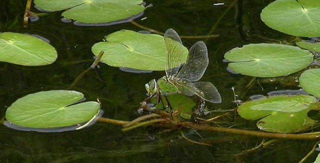 grotekeizerlibelsalland31072006 2